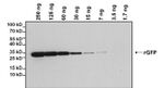 GFP Antibody in Western Blot (WB)