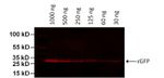 GFP Antibody in Western Blot (WB)