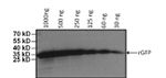 GFP Antibody in Western Blot (WB)