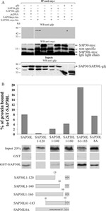 GFP Antibody in Western Blot (WB)