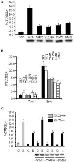 GFP Antibody in Western Blot (WB)