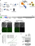 GFP Antibody in Western Blot (WB)