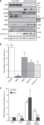 MPZ Antibody in Western Blot (WB)