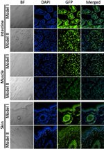 GFP Antibody in Immunohistochemistry (IHC)