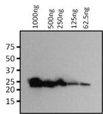 eGFP Antibody in Western Blot (WB)