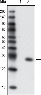 GFP Antibody in Western Blot (WB)