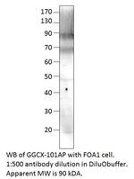 GGCX Antibody in Western Blot (WB)