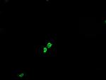 GLB1 Antibody in Immunocytochemistry (ICC/IF)