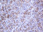 GLB1 Antibody in Immunohistochemistry (Paraffin) (IHC (P))