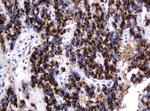 GLB1 Antibody in Immunohistochemistry (Paraffin) (IHC (P))