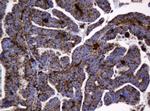 GLB1 Antibody in Immunohistochemistry (Paraffin) (IHC (P))