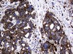 GLB1 Antibody in Immunohistochemistry (Paraffin) (IHC (P))