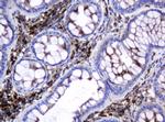 GLB1 Antibody in Immunohistochemistry (Paraffin) (IHC (P))