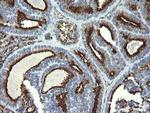 GLB1 Antibody in Immunohistochemistry (Paraffin) (IHC (P))