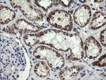 GLB1 Antibody in Immunohistochemistry (Paraffin) (IHC (P))