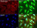 GLI1 Antibody in Immunocytochemistry (ICC/IF)