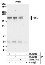 GLI2 Antibody in Immunoprecipitation (IP)