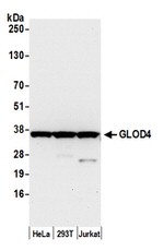 GLOD4 Antibody in Western Blot (WB)