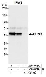 GLRX3/PICOT/TXNL2 Antibody in Western Blot (WB)