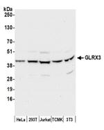 GLRX3/PICOT/TXNL2 Antibody in Western Blot (WB)