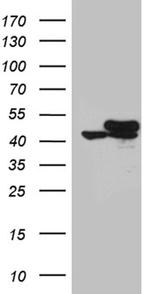 GLRX3 Antibody in Western Blot (WB)