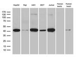 GLRX3 Antibody in Western Blot (WB)