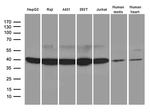 GLRX3 Antibody in Western Blot (WB)