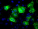 GLUL Antibody in Immunocytochemistry (ICC/IF)