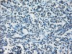 GLUL Antibody in Immunohistochemistry (Paraffin) (IHC (P))