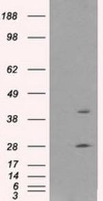 GLUL Antibody in Western Blot (WB)