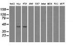 GLUL Antibody in Western Blot (WB)