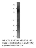 Glutamate Receptor 2 Antibody in Western Blot (WB)