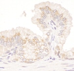 GM130 Antibody in Immunohistochemistry (IHC)