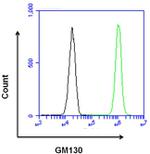 GM130 Antibody in Flow Cytometry (Flow)