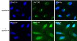 GM130 Antibody