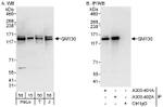 GM130 Antibody in Western Blot (WB)