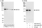 GM130 Antibody in Western Blot (WB)