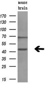 GMDS Antibody in Western Blot (WB)