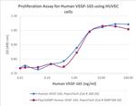 PeproGMP® Human VEGF-165 Protein in Functional Assay (Functional)