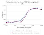PeproGMP® Human VEGF-165 Protein in Functional Assay (FN)