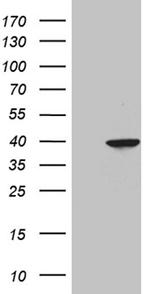 GMPR Antibody in Western Blot (WB)