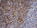 GNA14 Antibody in Immunohistochemistry (Paraffin) (IHC (P))