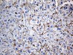 GNA14 Antibody in Immunohistochemistry (Paraffin) (IHC (P))