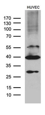 GNA14 Antibody in Western Blot (WB)