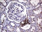 GNAS Antibody in Immunohistochemistry (Paraffin) (IHC (P))