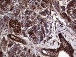 GNAS Antibody in Immunohistochemistry (Paraffin) (IHC (P))