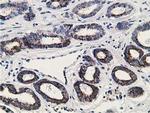 GNB2L1 Antibody in Immunohistochemistry (Paraffin) (IHC (P))