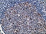 GNB2L1 Antibody in Immunohistochemistry (Paraffin) (IHC (P))