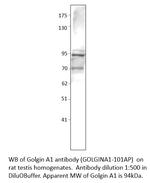 Golgin A1 Antibody in Western Blot (WB)