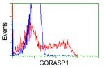 GORASP1 Antibody in Flow Cytometry (Flow)